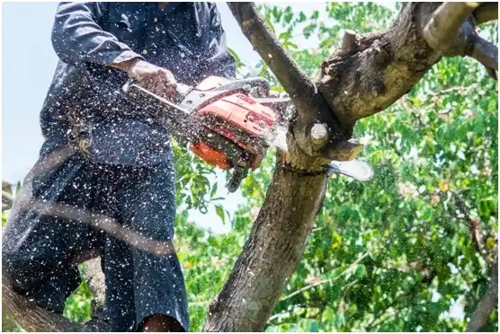 tree services Veyo